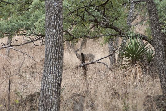 Young desert whitetails behave like young muleys; they often let curiosity get the better of them. No mature Coues deer buck will stand in the open very long if it is aware of a hunter.
